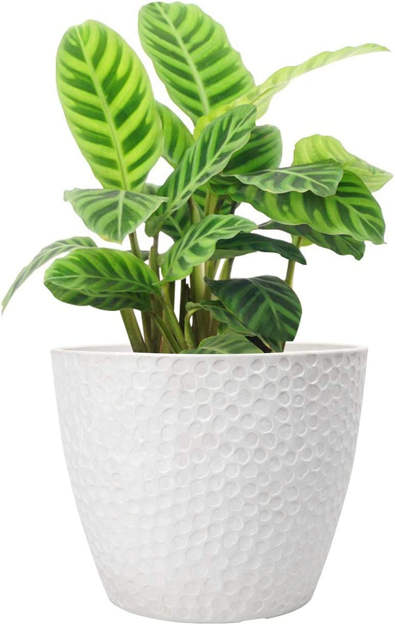 Outdoor/Indoor Tree Planters
